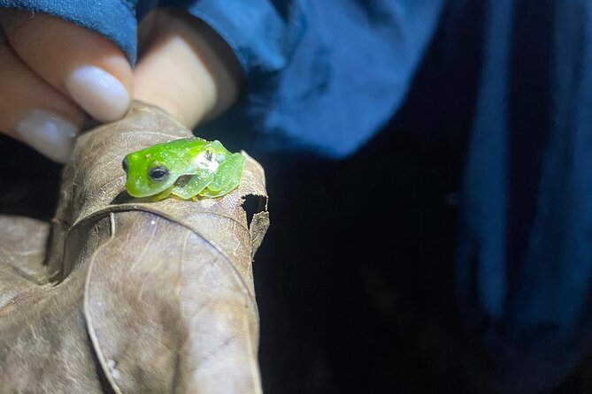 Jungle Dinner & Night Walk Adventure in Jaco - Inclusions
