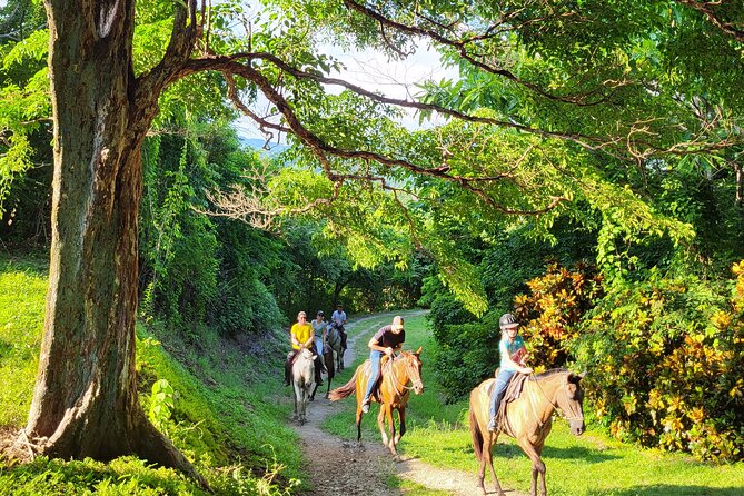 JUNGLE/ MOUTAIN AND BEACH TOUR HORSEBACK RIDING - 2h 1/2 - Tour Highlights