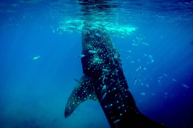 Kawasan Canyoneering, Kawasan Falls and Whaleshark Encounter - Highlights of Kawasan Canyoneering