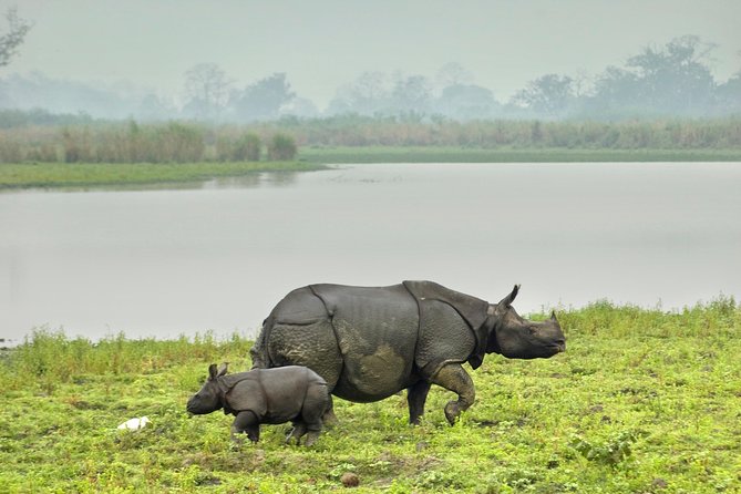 Kaziranga Indian Big Five Wildlife Tour - Tour Highlights