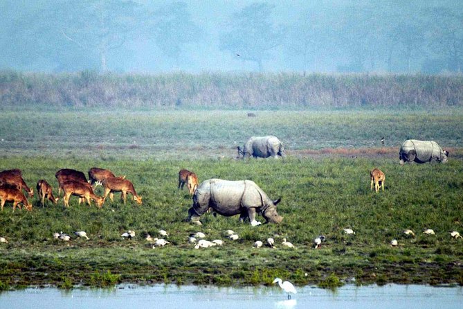 Kaziranga National Park & Guwahati - Park Highlights & Safari Experience