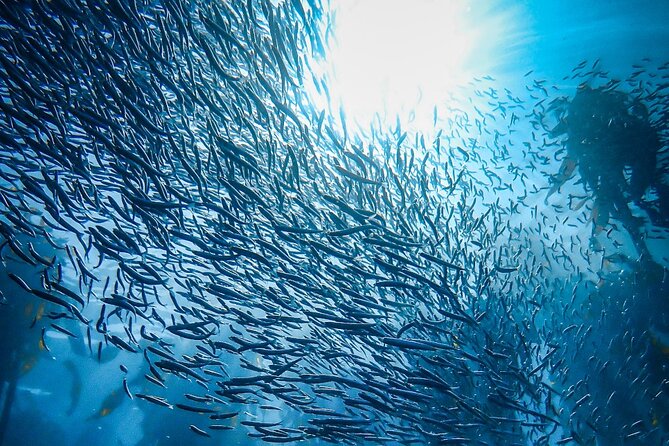 Kelp Forest Snorkeling in Cape Town - Snorkeling Experience Details