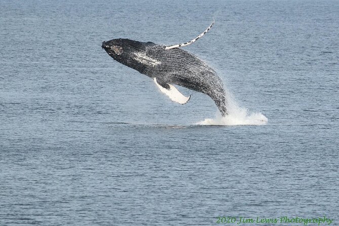 Ketchikan Whale Watching and Nature Tour - Pricing and Guarantee