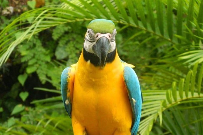 Konoko Falls, Fern Gully, and Shopping Small-Group Tour  - Ocho Rios - Tour Overview and Highlights