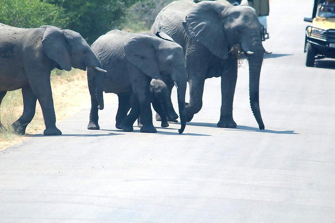 Kruger National Park 3 Days 2 Nights Magical Safari From Johannesburg - Itinerary Highlights
