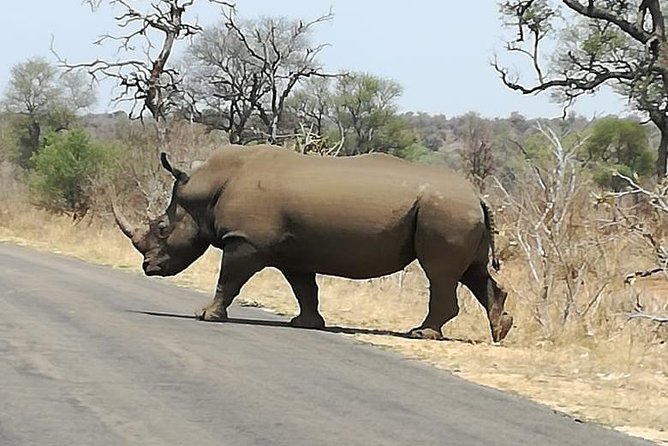 Kruger National Park. 3 Days Best Ever Safari From Cape Town - Safari Itinerary