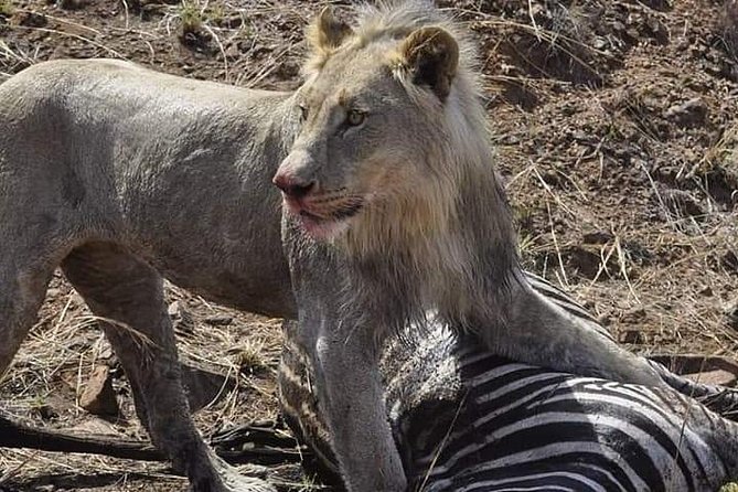 Kruger National Park Big Cat Photography Tour - Tour Overview and Details
