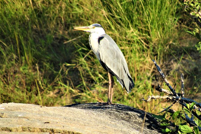 Kruger National Park Bush Walk - Benefits of Guided Walks