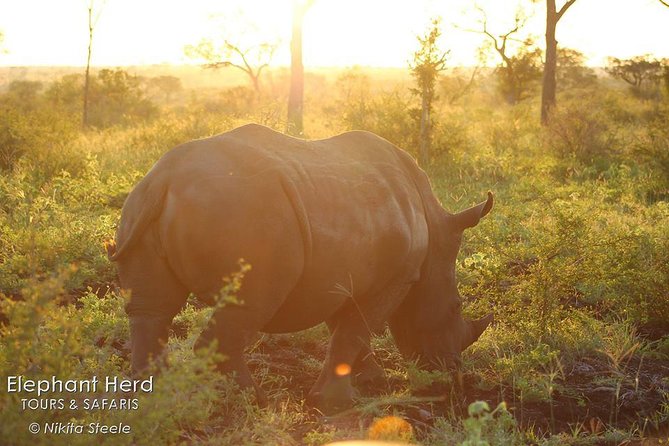 Kruger National Park Full-Day Safari From Hazyview - Overview and Highlights