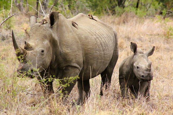 Kruger National Park Full Day Safari Tour From Hazyview (Kbfd01) - Tour Details