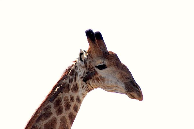Kruger National Park Full Day Safari Tour - Meeting and Pickup Points