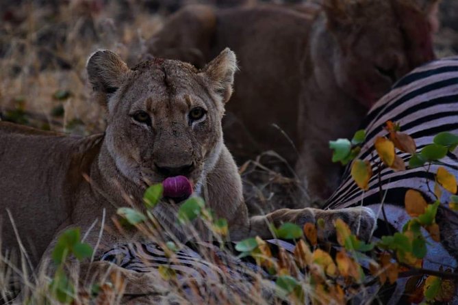 Kruger National Park Full Day Tour Minimum 2people - Cancellation and Weather Policy