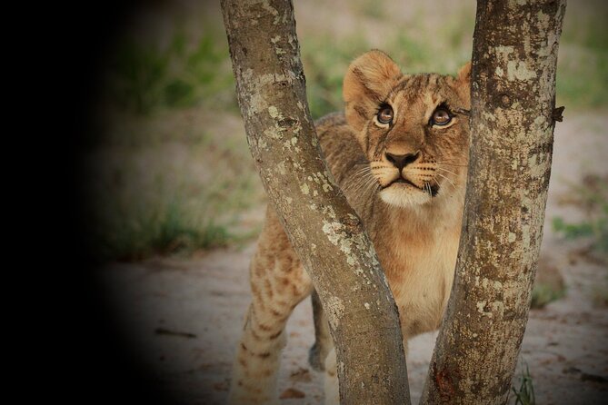Kruger National Park in a Open Safari Vehicle - Full Day - Inclusions and Meeting Details