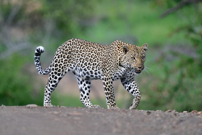 Kruger National Park L Private Afternoon Safari From Hazyview - Meeting and Pickup Details