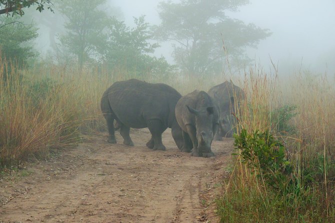 Kruger National Park Morning Game Drive From Hazyview - What to Expect on the Morning Game Drive