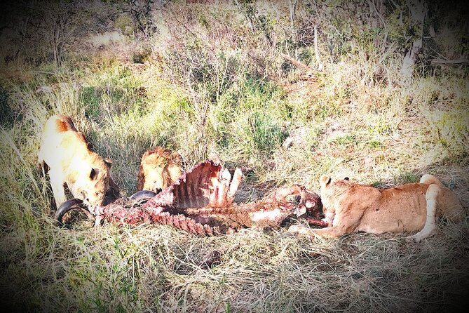 Kruger National Park Night Safari Minimum 4people - Additional Information