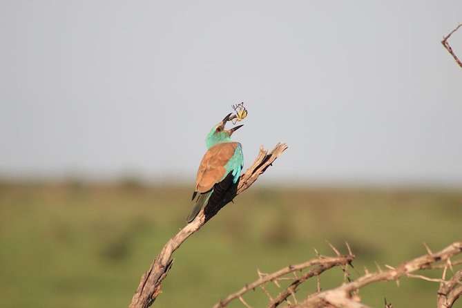 Kruger National Park Private Full-Day Safari - Private Safari Vehicle & Guide - Unique Full-Day Safari Experience