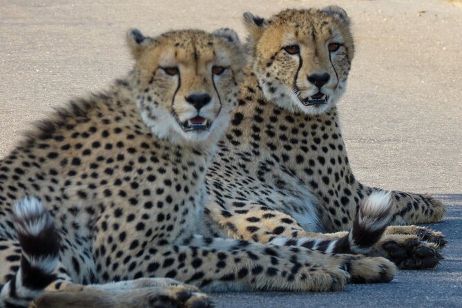 Kruger National Park - Private Full Day Safari Trip. - Start and End Point