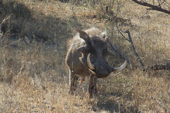 Kruger National Park - Private Sunrise Half Day Safari Trip. - Overview and Itinerary