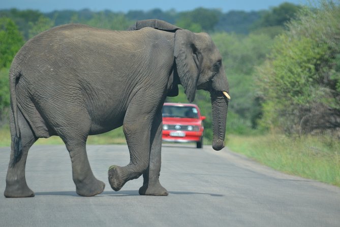 Kruger National Park Safari With Private Transfer From Maputo - Tour Details