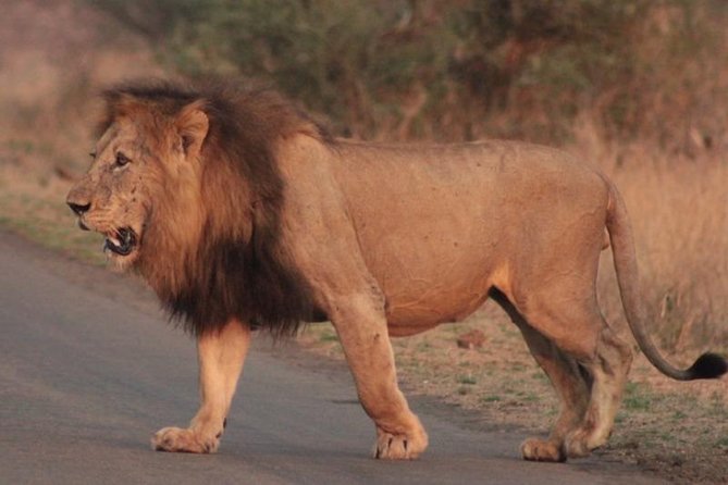 Kruger National Park Sunrise Half-Day Safari Tour - Pickup and Drop-off