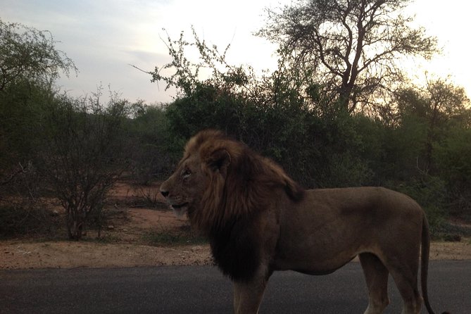 Kruger Park Safari: Guided Day Tour From Nelspruit - Overview and Highlights