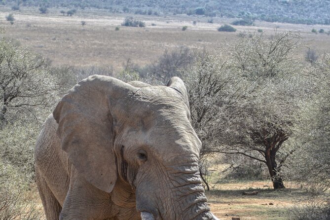 Kruger Park Shared Full Day Safari Drive From Hazyview - Meeting Point and Time