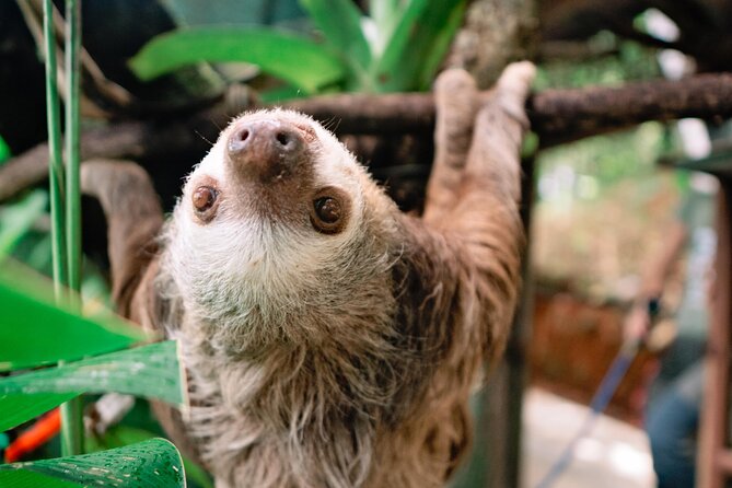 KSTR Re-Wilding Center Manuel Antonio (Sloth/Primate Park) - Good To Know