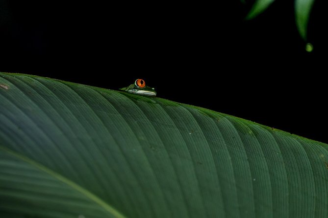 La Fortuna Best Frogs and Wildlife Night Tour - Tour Pricing and Booking