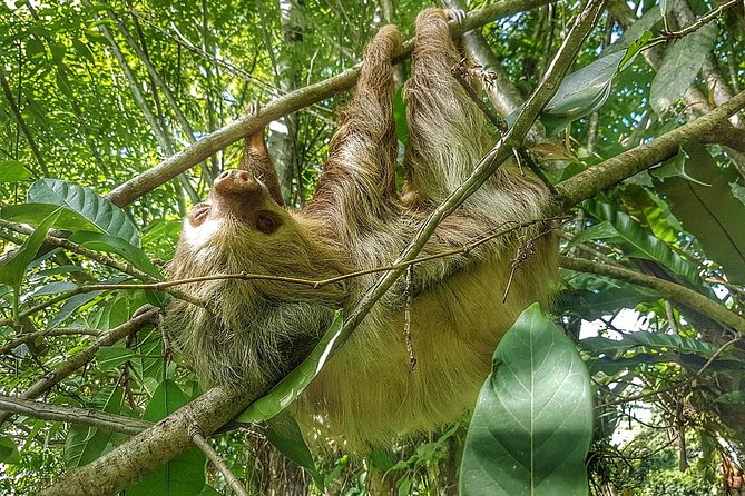 La Fortuna Sloth Tour - Tour Logistics