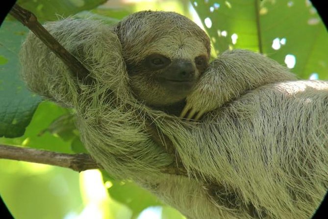 La Fortuna Sloths, Coffee, and Chocolate Experience - Tour Overview and Highlights