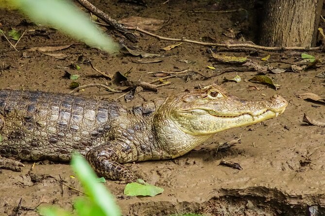 La Fortuna to Cano Negro by Boat Full-Day Tour With Admission (Feb ) - Tour Options