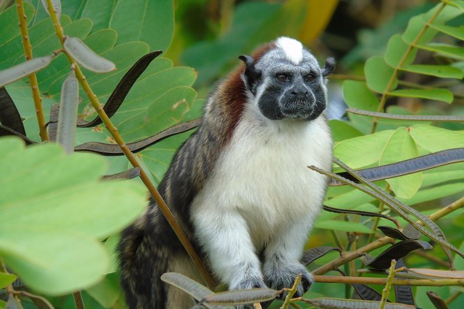 Lake Gatun Wildlife Tour From Panama City - Tour Details