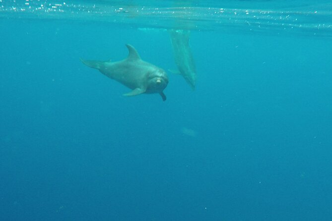 Lanai Snorkeling Half Day With Sea Scooter - Meeting and Pickup Details