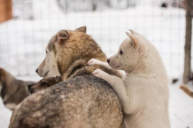 Lapland Reindeer and Husky Safari From Levi - Good To Know