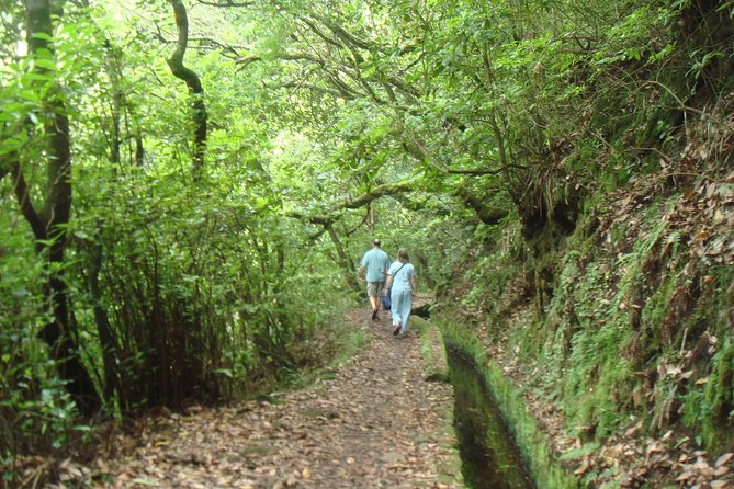 Laurissilva Forest Walk - Forest Walk Highlights