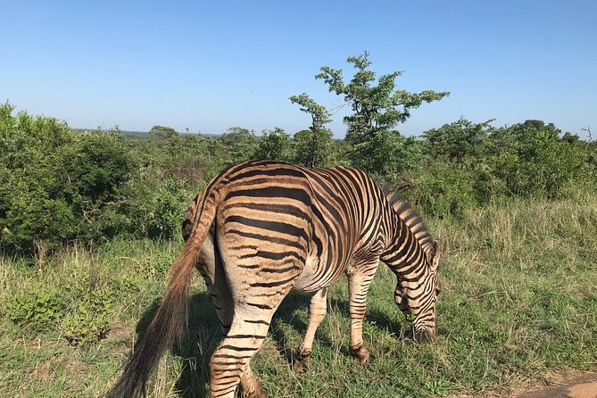 Lesedi Cultural Village and Lion Mini Safari - Cultural Immersion at Lesedi Village