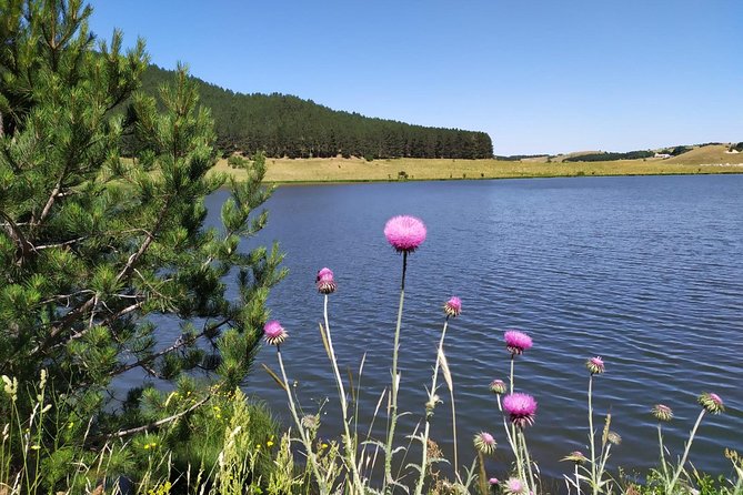Light Trekking in the Heart of the Sila With an Excursion Guide - Pricing and Booking Details