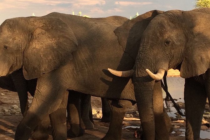 Lion and Safari Park Tour in Johannesburg With Hotel Pickup - Tour Highlights