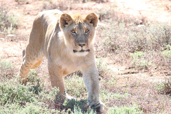 Lion Feeding Experience - Whats Included in the Lion Feeding Experience