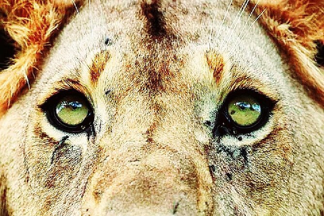 Lion Safari Park Tour(Half-Day) - Tour Highlights