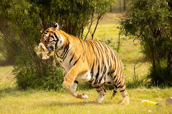 Lionsrock Big Cat Enrichment Tour - Tour Overview