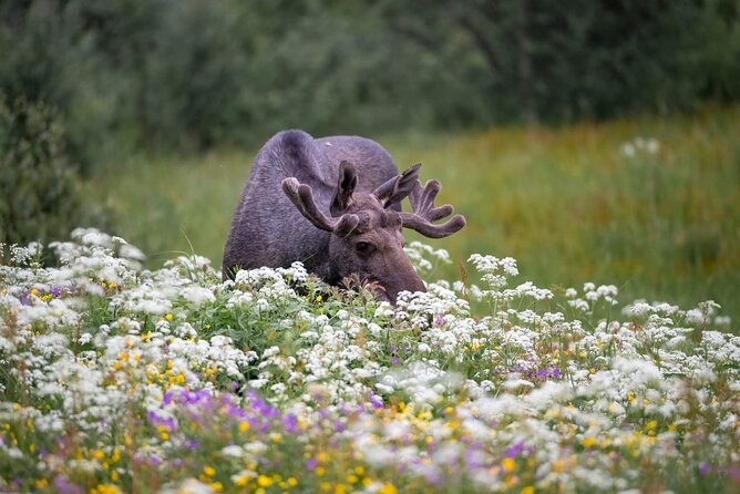 Lofoten Arctic Wildlife Safari - Tour Details and Logistics