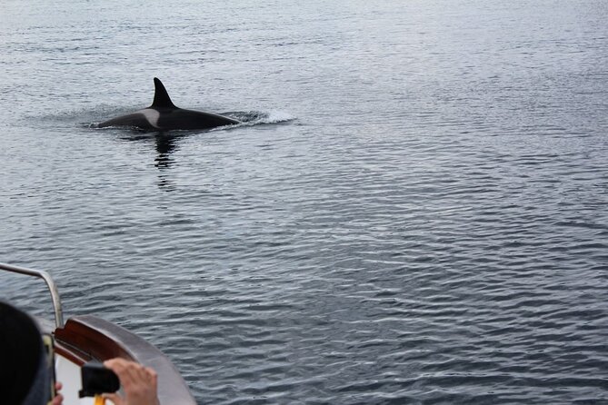Lofoten Islands Full Day Luxury Fjord Cruise & Fishing With Lunch - Itinerary Overview