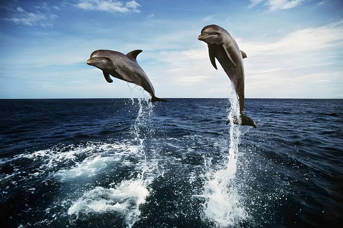 Lovina Dolphin-Watching Tour With Private Transfers and Lunch  - Seminyak - Pricing and Booking Information