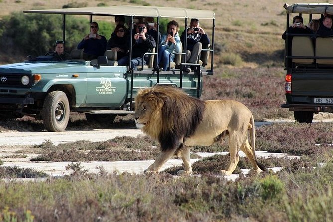 Luxury 2-Day In & Out Garden Route Safari Tour - Itinerary