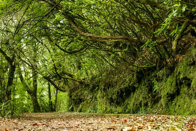 Madeira: Private Guided Levada Walking Tour  - Funchal - Tour Details