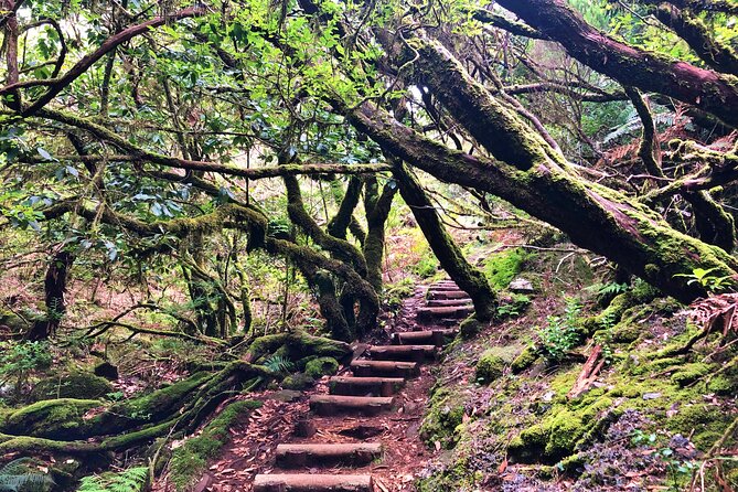 Madeira: Private Guided Walk Vereda Fanal PR13 - Tour Highlights