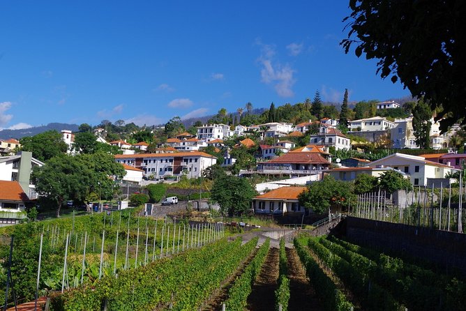 Madeira Wine Tasting and Sightseeing Private Tour From Funchal - Private Wine Tasting Experience