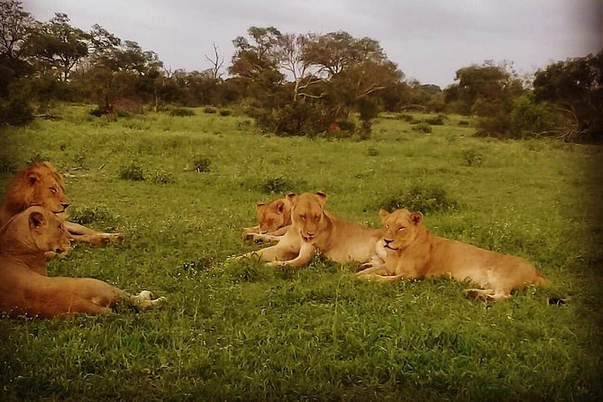 Madikwe Game Reserve South Africa Tour - Tour Highlights
